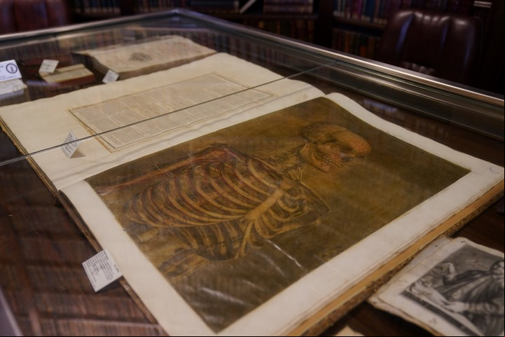 La obra del francés Dagoty contiene imágenes del cuerpo humano a escala real. Foto: Juano Tesone.