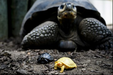Por primera vez en la historia nació una  tortuga gigante de Galápagos albina