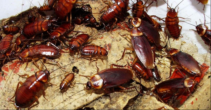Los insectos más comunes en los hogares y cómo combatirlos. Las cucarachas son tal vez los insectos que más aversión nos provocan.