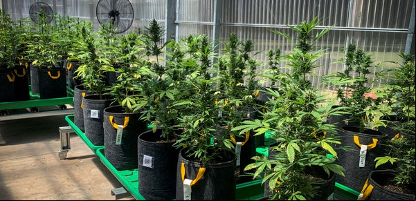 Cannabis medicinal: tras advertir un “uso indebido y abusivo”, el Gobierno estableció un nuevo marco normativo 