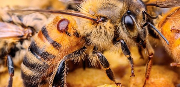 Por este motivo la extinción de las abejas podría desatar un caos en todo el planeta
