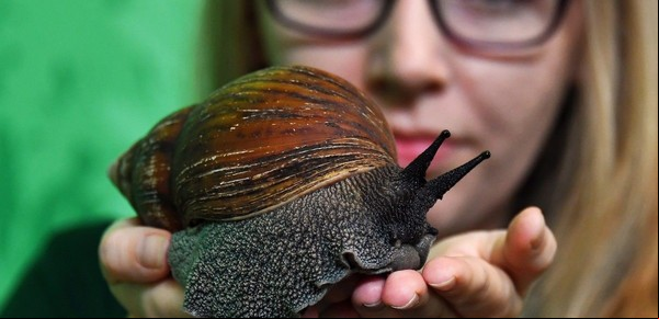 Ponen en cuarentena a 400.000 personas por la aparición de un caracol gigante