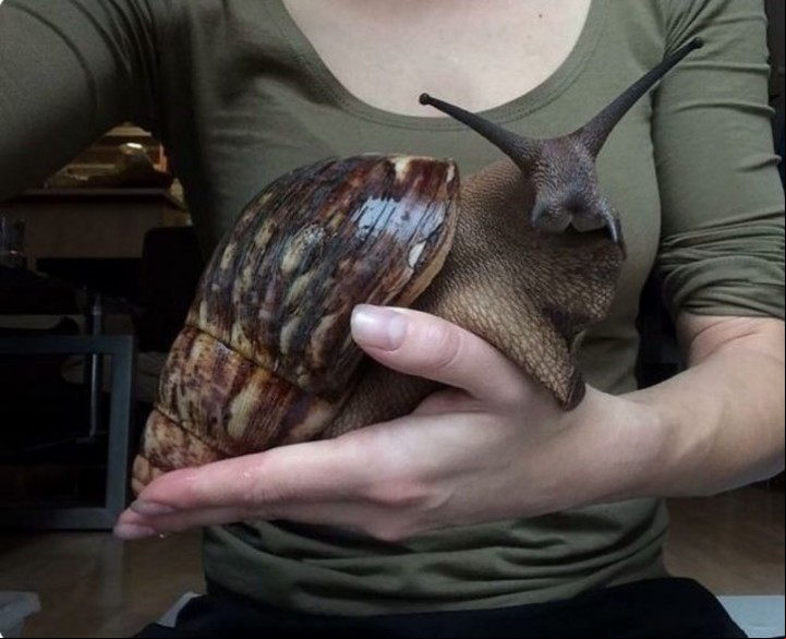 El caracol es portador del gusano pulmonar de la rata, que causa meningitis en los humanos (Twitter).