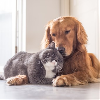 Feng Shui: las mascotas son alegría en movimiento en tu hogar