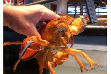 Descubren en un restaurante una rara criatura marina única en 30 millones y la salvan antes de hervirla
