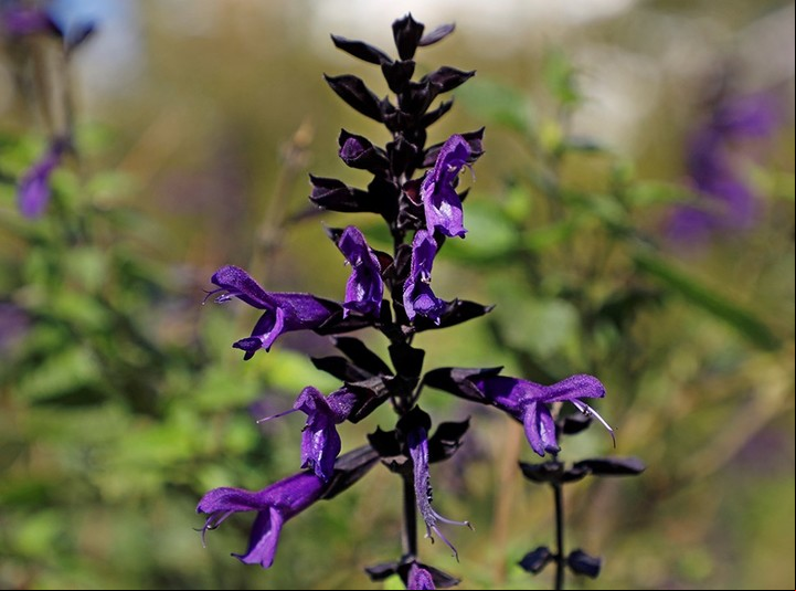 La salvia resalta con sus colores. Foto GCBA
