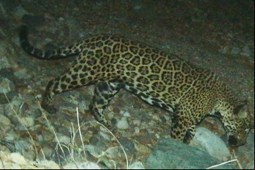 "El Jefe", el jaguar que cruza la frontera de EE.UU. y México y nunca lo pueden atrapar
