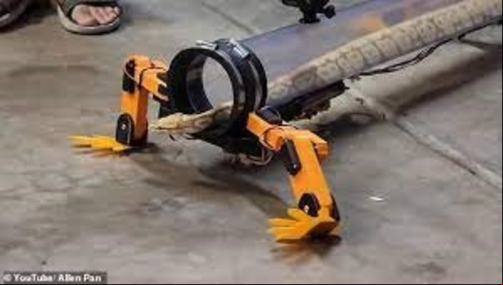 En la vida normal de una serpiente, tener cuatro patas es probablemente un obstáculo (Captura de video).