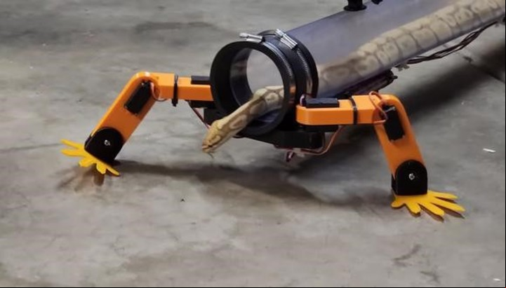 Aún no se ha encontrado ningún fósil de una serpiente de cuatro patas en la Tierra. Pero con este experimento se hizo realidad (Captura de video).