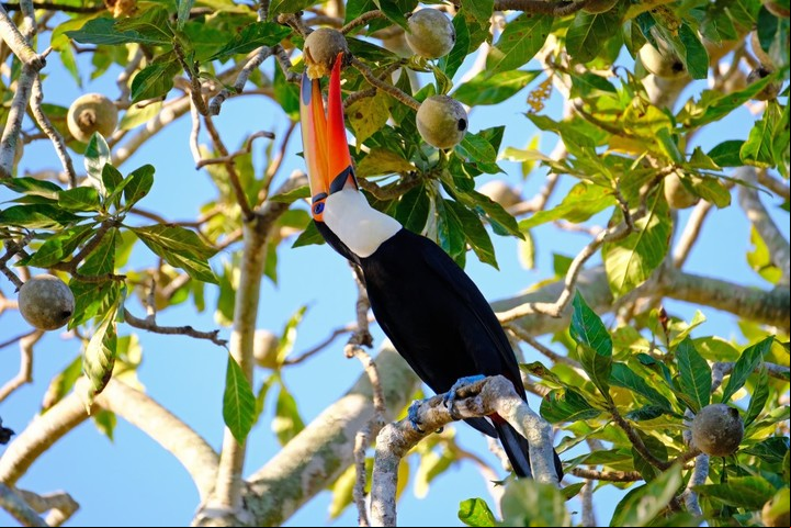 Tucán. Una buena opción para avistajes en el PN Iguazú es el sendero Macuco. Foto Shutterstock