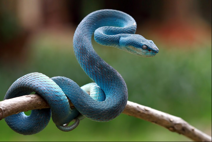Los colores de las víboras que soñamos también tienen su significado. Foto: Shutterstock