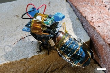 Crean una cucaracha cíborg recargable con una mochila a control remoto