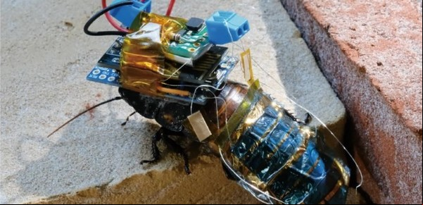 Crean una cucaracha cíborg recargable con una mochila a control remoto