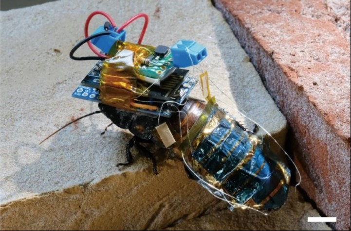 Cargaron la batería durante 30 minutos con luz artificial, e hicieron que los animales giraran a la izquierda y a la derecha usando un control remoto inalámbrico (Riken).
