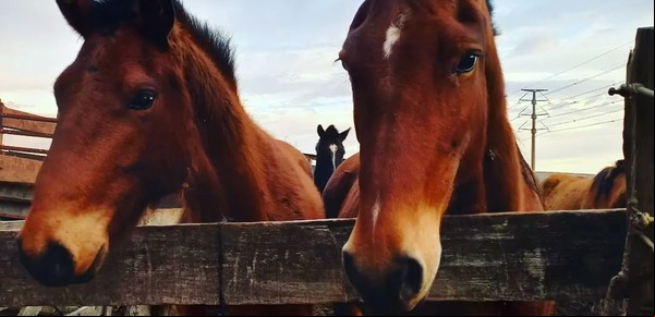 Tras prohibir los caballos en la tradicional misa gaucha, ahora piden que no haya tracción a sangre hasta en los campos