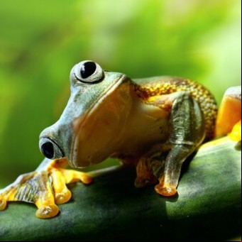 ¿Qué significa soñar con sapos y ranas?