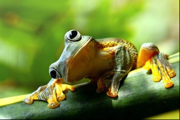 ¿Qué significa soñar con sapos y ranas?