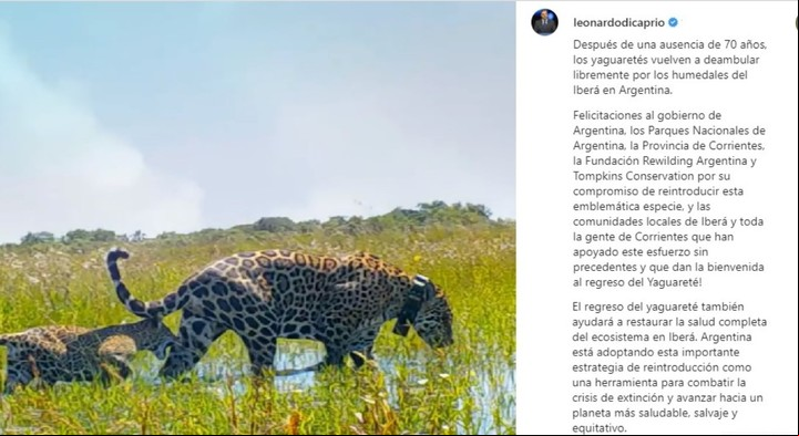 DiCaprio detalló en su publicación los nacimientos de nuevos yaguaretés en Corrientes.