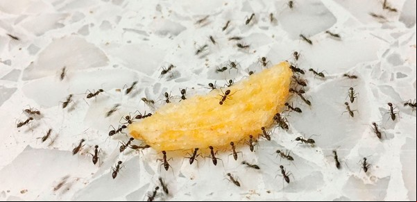 Los insectos más comunes en los hogares y cómo combatirlos