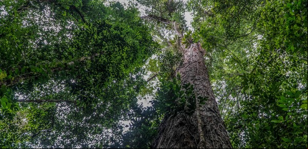 Cómo es y cuánto mide el árbol más alto del Amazonas