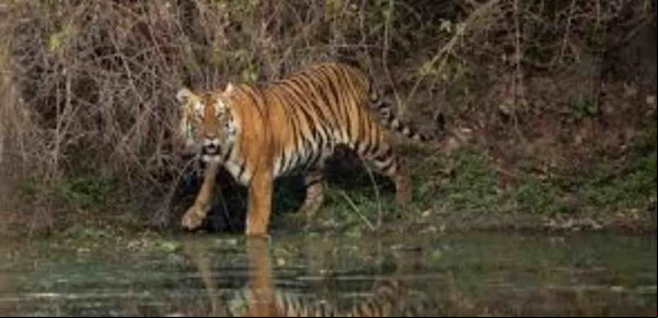 Matan a un tigre que quiso escapar de la antigua mansión del narco Pablo Escobar