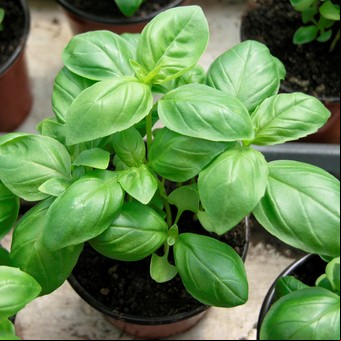 Cuántas hojas de albahaca puedo consumir al día y cuál es el mejor horario                   