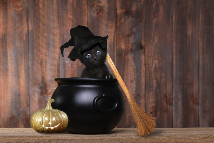 Los gatos negros pueden ser una señal de alerta. Foto: ilustración Shutterstock.