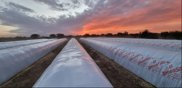 Inventos argentinos que le dieron nueva vida al maíz