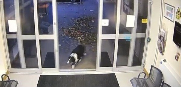 El video de la perrita que estaba desaparecida y se entregó en la comisaría
