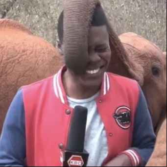 Video: el insólito momento en que un elefante interrumpe un móvil en vivo