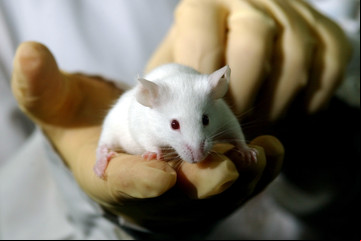 Ratas de laboratorio: a cuánto está la ciencia de dejar de experimentar con animales