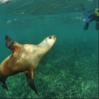 Verano 2023: avistaje de delfines, snorkel con lobos marinos y caminatas entre pingüinos en Puerto Madryn