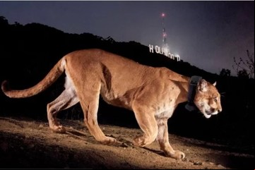 Murió un puma icónico, el "Brad Pitt de los leones de montaña"
