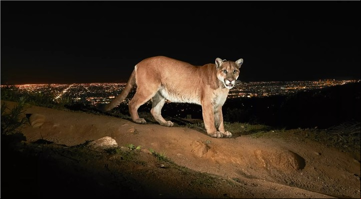 P-22 tuvo que vivir en el espacio de 12 km cuadrados cuando los machos de esta especie viven en un área de 240 km cuadrados (Steve Winter).