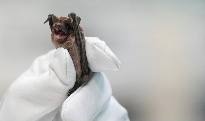 Mary Warwick, directora de vida silvestre en la Sociedad Protectora de los Animales en Houston, sostiene un murciélago de cola libre de México que se recupera de la helada de la semana pasada, el 27 de diciembre de 2022 en Houston ( AP).