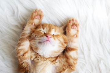 ¿Qué significa soñar con gatos?
