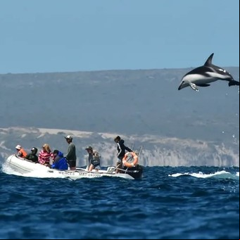 La increíble foto del "delfín volador" en Puerto Madryn