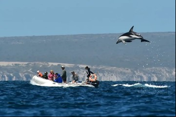 La increíble foto del "delfín volador" en Puerto Madryn