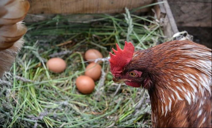 Muchas universidades de EE.UU. realizan doctorados en Ciencia de las gallinas.