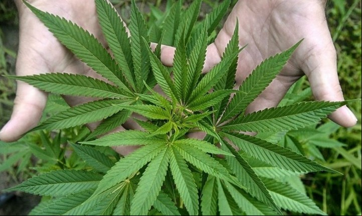 La Oaksterdam University de Oakland, California, ofrece un doctorado sobre el cultivo de la marihuana.