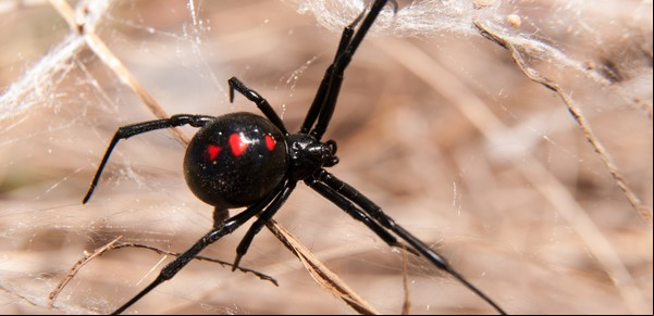 Preocupación en Bolivia por un niño que se hizo picar por una viuda negra para convertirse en Spider-man