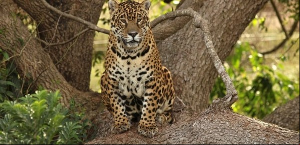 La historia de Tobuna, la yaguareté que devolvió la especie al Iberá
