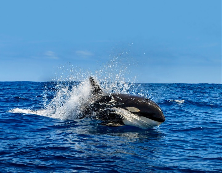 La energía protectora de la orca te recuerda qué negociar y qué no. (Foto: ilustración Shutterstock)