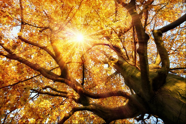 El dharma de un árbol es dar sombra y frutos.(Foto:ilustración Shutterstock)