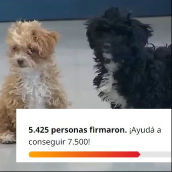 Gran Hermano: Juntan firmas para que no separen a Caramelo y Mora