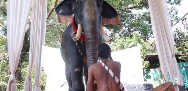 Un templo usa un elefante robótico para evitar la crueldad con los animales