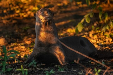 Nima, la nutria gigante que dejó Madrid por los esteros del Iberá