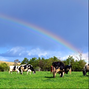El misterio de las 6 vacas muertas y mutiladas