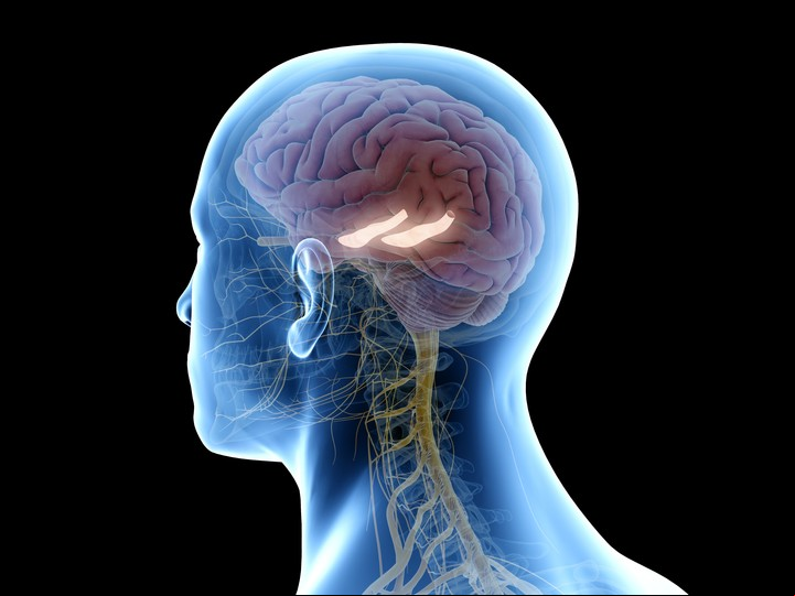 En el cerebro, la zona del hipocampo está ligada a la memoria y a los recuerdos./ Foto: Shutterstock.