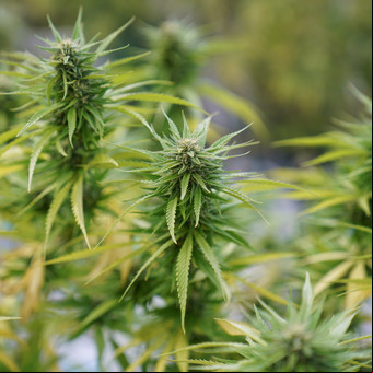 Cuáles son los nuevos requisitos que impuso el Gobierno para acceder al cannabis medicinal